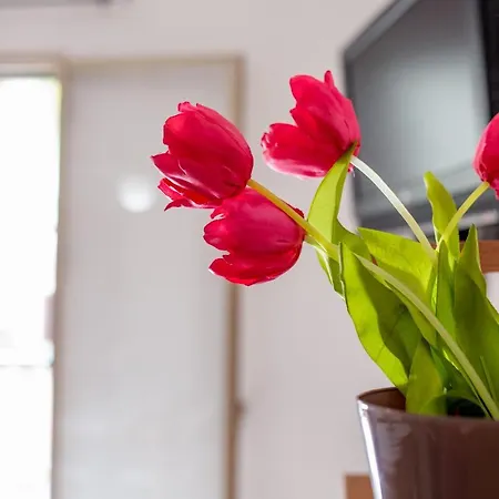 Ferienhaus Kaary Happiness *